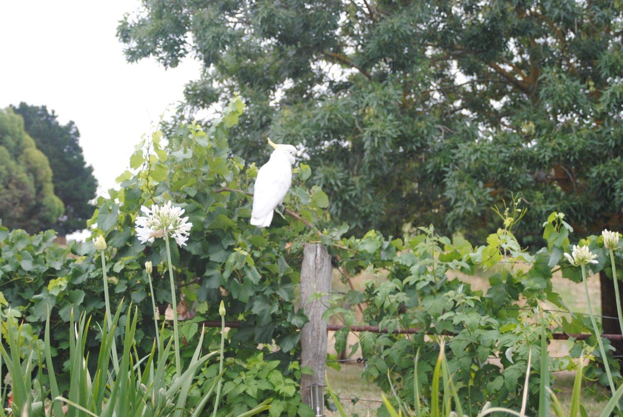 Amble At Hahndorf Bed & Breakfast Eksteriør bilde