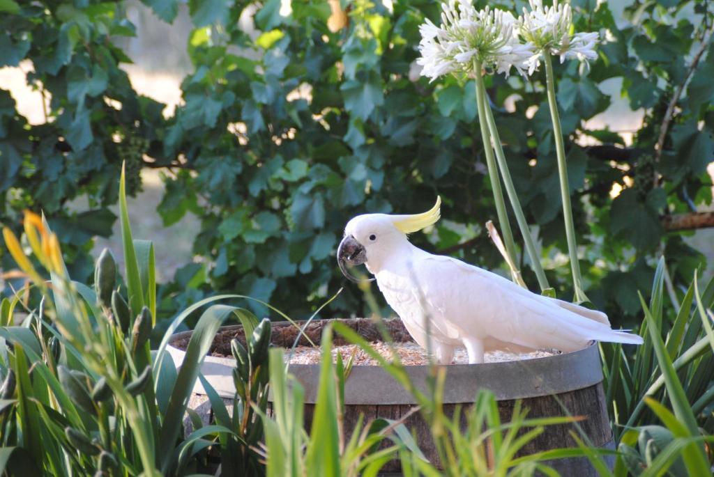 Amble At Hahndorf Bed & Breakfast Rom bilde