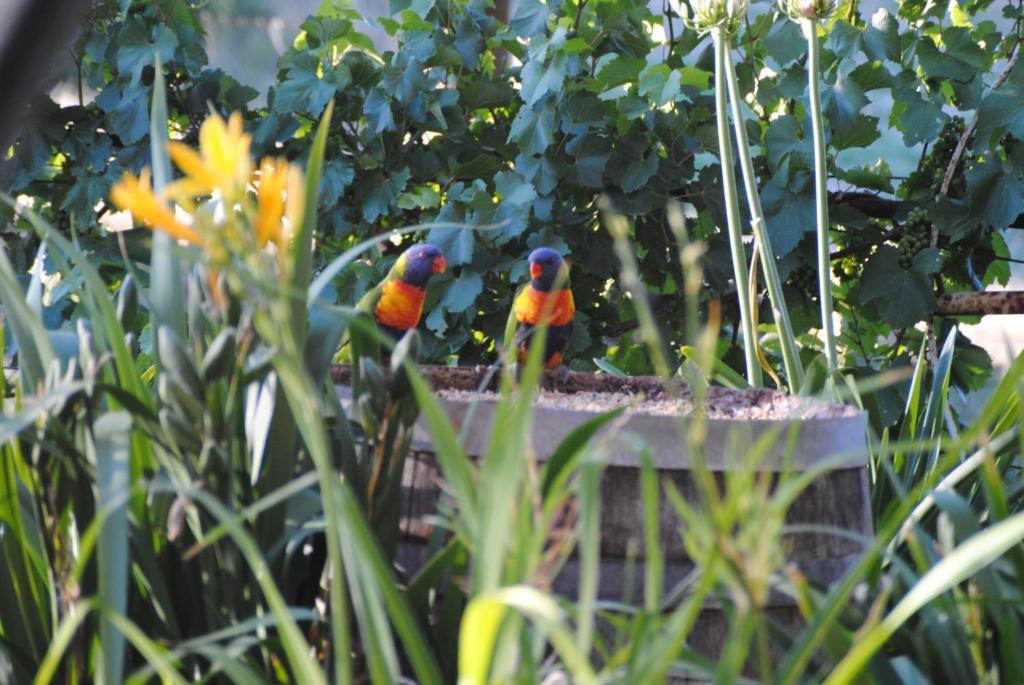 Amble At Hahndorf Bed & Breakfast Rom bilde
