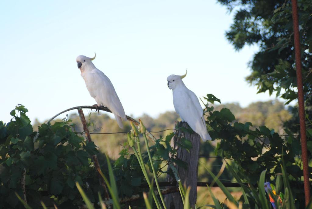 Amble At Hahndorf Bed & Breakfast Rom bilde